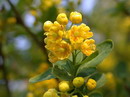 European barberry